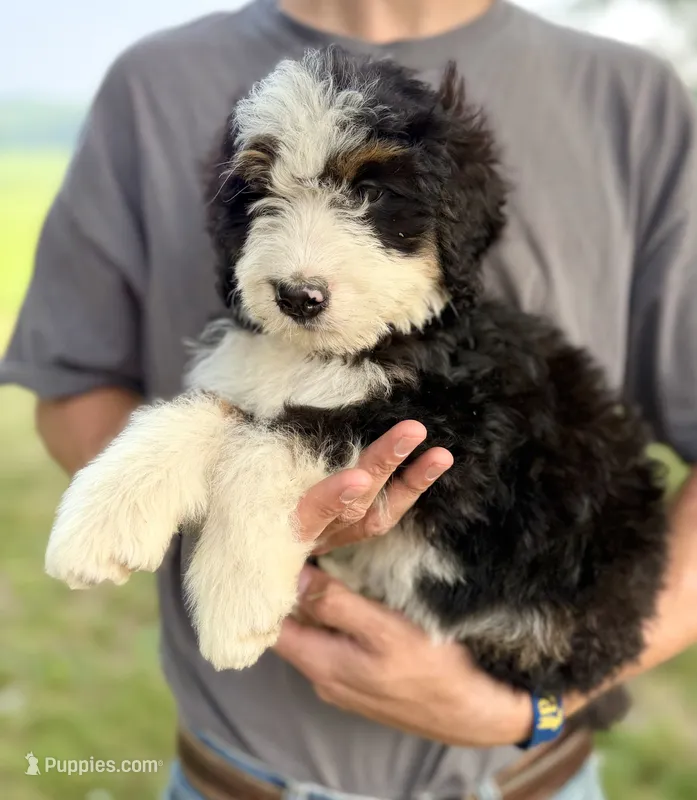 Blue Girl 🩵 – Bernese Mountain Dog, Poodle - Standard  puppy for sale in Byron Center, MI