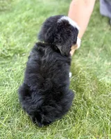 Green Boy 💚, a male Bernese Mountain Dog and Poodle - Standard  for sale in Byron Center, MI – 4 of 4