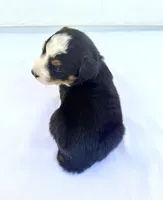 Yellow Girl 💛, a female Bernese Mountain Dog and Poodle - Standard  for sale in Byron Center, MI – 6 of 6