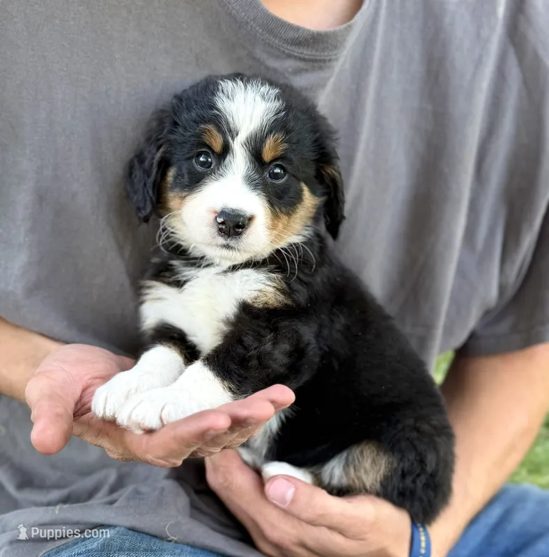 Yellow Girl 💛 – Bernese Mountain Dog, Poodle - Standard  puppy for sale in Byron Center, MI