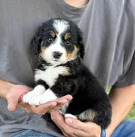 Yellow Girl 💛, a female Bernese Mountain Dog and Poodle - Standard  for sale in Byron Center, MI – 1 of 3