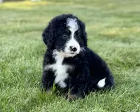 Red Girl ♥️, a female Bernese Mountain Dog and Poodle - Standard  for sale in Byron Center, MI – 3 of 5