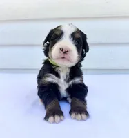 Green Girl 💚, a female Bernese Mountain Dog and Poodle - Standard  for sale in Byron Center, MI – 1 of 5