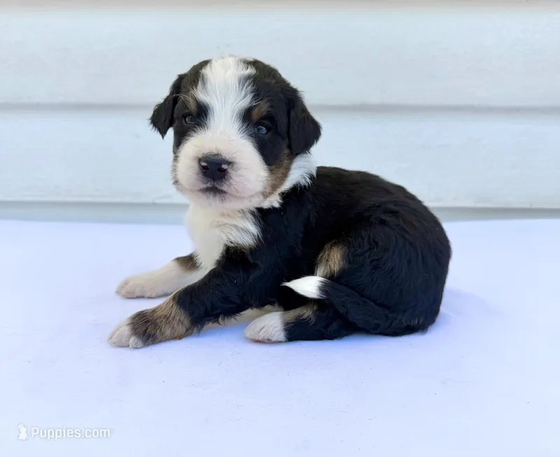 Yellow Boy 💛 – Bernese Mountain Dog, Poodle - Standard  puppy for sale in Byron Center, MI
