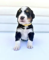 Yellow Girl 💛, a female Bernese Mountain Dog and Poodle - Standard  for sale in Byron Center, MI – 2 of 6