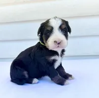 Green Girl 💚, a female Bernese Mountain Dog and Poodle - Standard  for sale in Byron Center, MI – 2 of 5