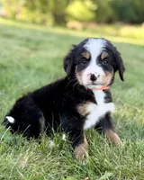 Orange Boy 🧡, a male Bernese Mountain Dog and Poodle - Standard  for sale in Byron Center, MI – 2 of 4