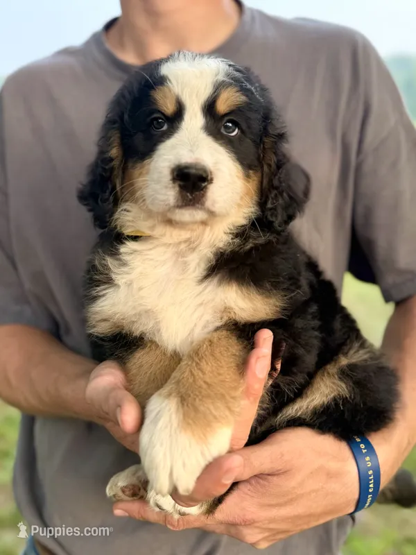 Mercedes Yellow Girl 💛 – Bernese Mountain Dog, Bernedoodle puppy for sale in Byron Center, MI