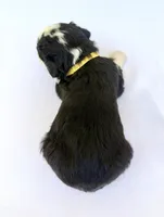 Yellow Boy 💛, a female Bernese Mountain Dog and Poodle - Standard  for sale in Byron Center, MI – 5 of 6