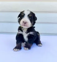Green Girl 💚, a female Bernese Mountain Dog and Poodle - Standard  for sale in Byron Center, MI – 3 of 5