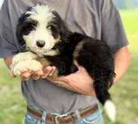 Orange Girl 🧡, a female Bernese Mountain Dog and Poodle - Standard  for sale in Byron Center, MI – 1 of 2