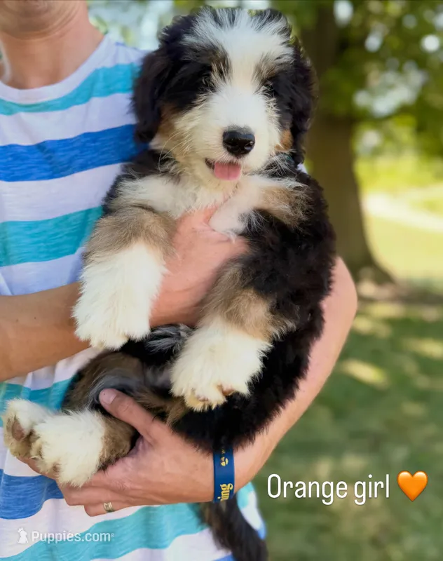Orange Girl 🧡 – Bernese Mountain Dog, Poodle - Standard  puppy for sale in Byron Center, MI