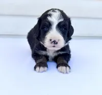 Red Girl ♥️, a female Bernese Mountain Dog and Poodle - Standard  for sale in Byron Center, MI – 4 of 6