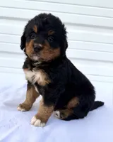 Mercedes Green Girl 💚, a female Bernese Mountain Dog and Bernedoodle for sale in Byron Center, MI – 3 of 4