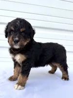 Mercedes Red Boy ♥️, a male Bernese Mountain Dog and Bernedoodle for sale in Byron Center, MI – 3 of 5