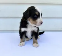 Green Boy 💚, a female Bernese Mountain Dog and Poodle - Standard  for sale in Byron Center, MI – 3 of 6