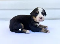Orange Boy 🧡, a female Bernese Mountain Dog and Poodle - Standard  for sale in Byron Center, MI – 5 of 6