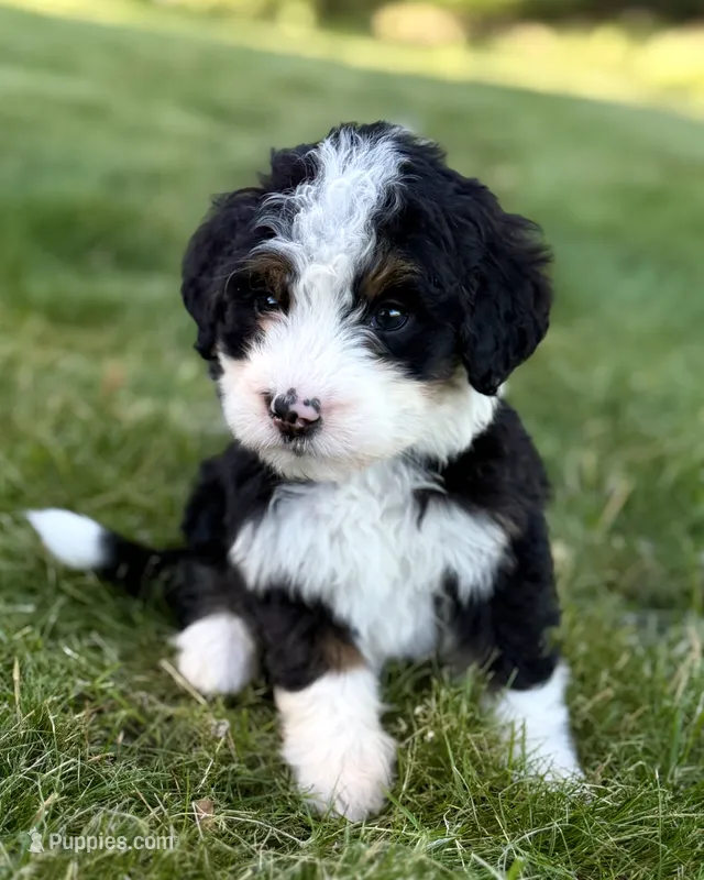 Blue Girl 🩵 – Bernese Mountain Dog, Poodle - Standard  puppy for sale in Byron Center, MI