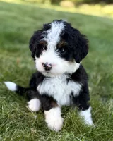 Blue Girl 🩵, a female Bernese Mountain Dog and Poodle - Standard  for sale in Byron Center, MI – 1 of 4