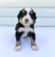 Green Boy 💚, a female Bernese Mountain Dog and Poodle - Standard  for sale in Byron Center, MI – 2 of 6