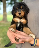 Mercedes Green Girl Ultra Bernedoodle 💚, a female Bernese Mountain Dog and Bernedoodle for sale in Byron Center, MI – 3 of 3