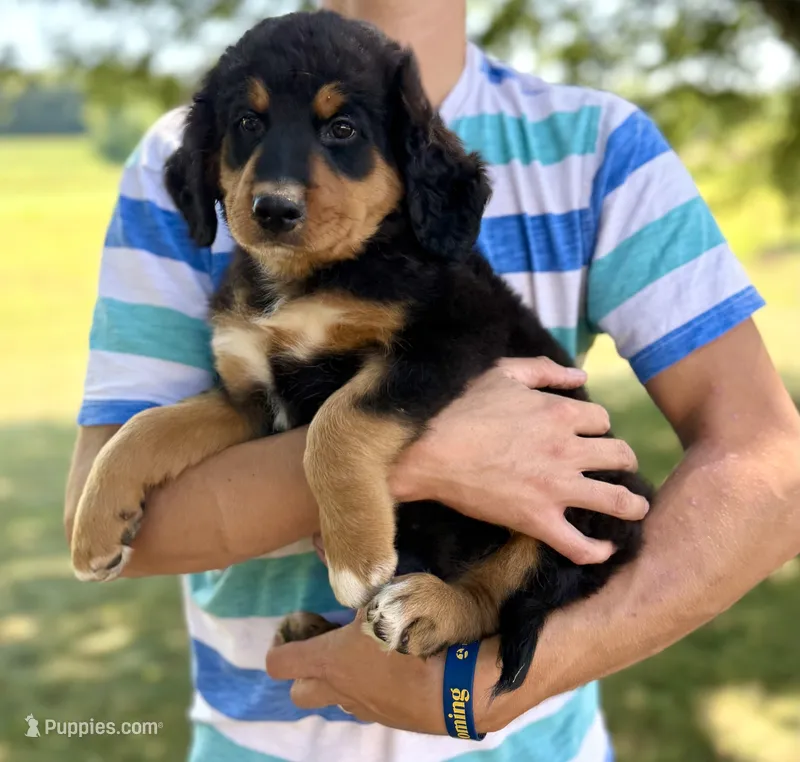 Mercedes Green Girl Ultra Bernedoodle 💚 – Bernese Mountain Dog, Bernedoodle puppy for sale in Byron Center, MI