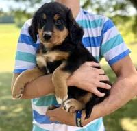 Mercedes Green Girl Ultra Bernedoodle 💚, a female Bernese Mountain Dog and Bernedoodle for sale in Byron Center, MI – 1 of 3