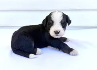Red Boy ♥️, a female Bernese Mountain Dog and Poodle - Standard  for sale in Byron Center, MI – 5 of 6