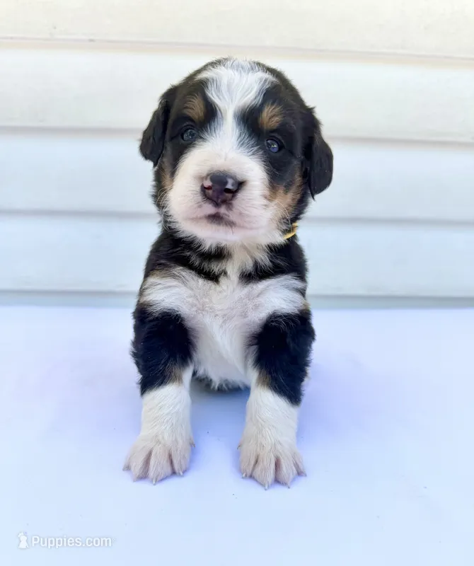 Yellow Girl 💛 – Bernese Mountain Dog, Poodle - Standard  puppy for sale in Byron Center, MI