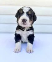 Yellow Girl 💛, a female Bernese Mountain Dog and Poodle - Standard  for sale in Byron Center, MI – 1 of 6