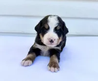 Orange Girl 🧡, a female Bernese Mountain Dog and Poodle - Standard  for sale in Byron Center, MI – 5 of 6