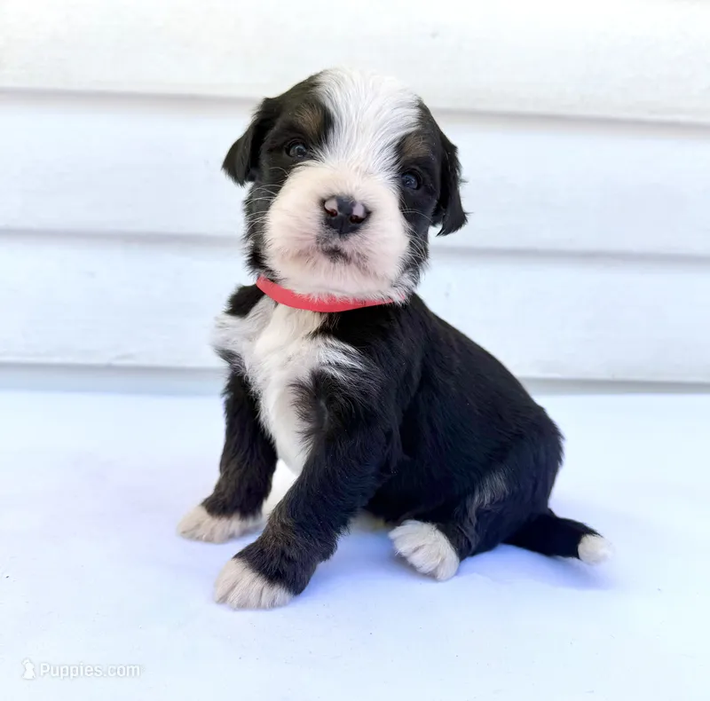 Red Boy ♥️ – Bernese Mountain Dog, Poodle - Standard  puppy for sale in Byron Center, MI