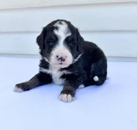 Red Girl ♥️, a female Bernese Mountain Dog and Poodle - Standard  for sale in Byron Center, MI – 5 of 6