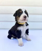 Yellow Girl 💛, a female Bernese Mountain Dog and Poodle - Standard  for sale in Byron Center, MI – 4 of 6
