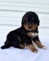 Mercedes Green Girl 💚, a female Bernese Mountain Dog and Bernedoodle for sale in Byron Center, MI – 1 of 4