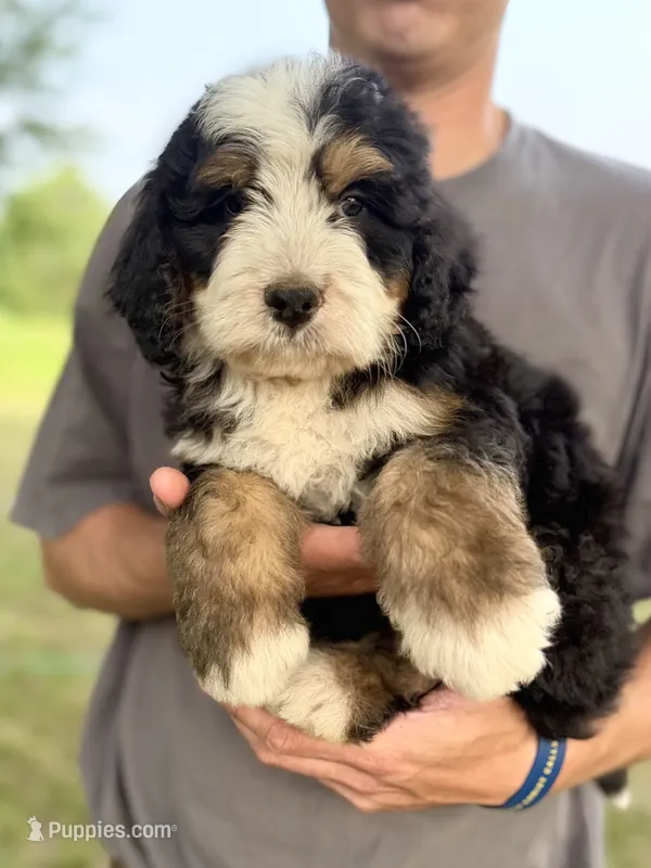 Mercedes White Boy 🤍 – Bernese Mountain Dog, Bernedoodle puppy for sale in Byron Center, MI