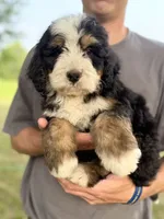 Mercedes White Boy 🤍, a male Bernese Mountain Dog and Bernedoodle for sale in Byron Center, MI – 1 of 2