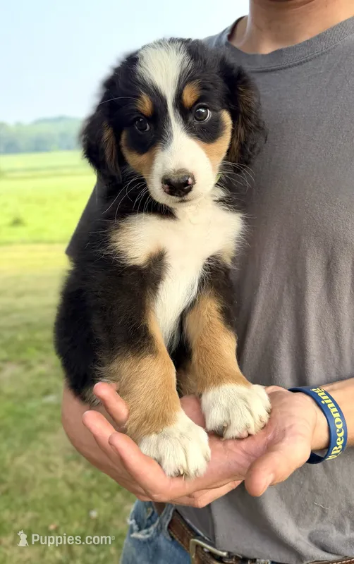 Green Boy 💚 – Bernese Mountain Dog, Poodle - Standard  puppy for sale in Byron Center, MI