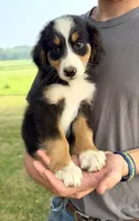 Green Boy Ultra Bernedoodle 💚, a male Bernese Mountain Dog and Poodle - Standard  for sale in Byron Center, MI – 1 of 2