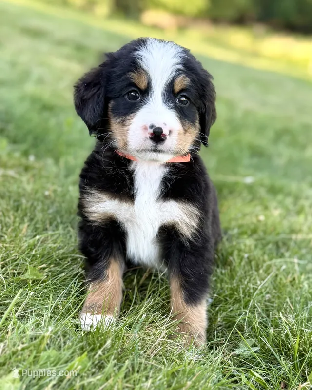 Orange Boy 🧡 – Bernese Mountain Dog, Poodle - Standard  puppy for sale in Byron Center, MI