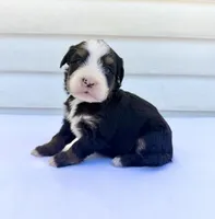 Green Girl 💚, a female Bernese Mountain Dog and Poodle - Standard  for sale in Byron Center, MI – 5 of 5