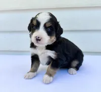 Green Boy 💚, a female Bernese Mountain Dog and Poodle - Standard  for sale in Byron Center, MI – 4 of 6