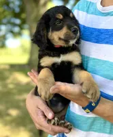 Duker Red Girl F1 Bernedoodle ♥️, a female Bernese Mountain Dog and Bernedoodle for sale in Byron Center, MI – 2 of 2