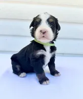 Green Girl 💚, a female Bernese Mountain Dog and Poodle - Standard  for sale in Byron Center, MI – 4 of 5