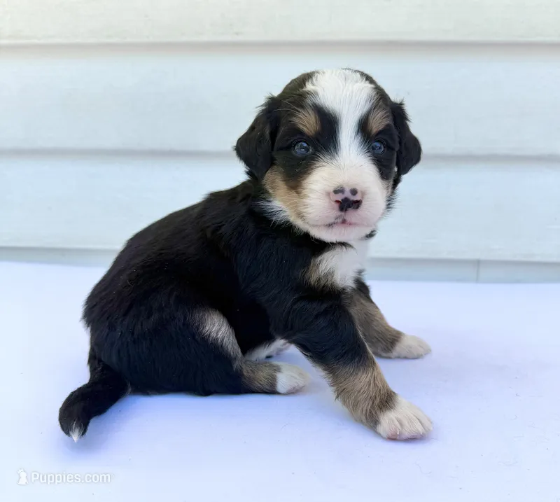 Green Boy 💚 – Bernese Mountain Dog, Poodle - Standard  puppy for sale in Byron Center, MI