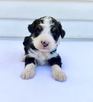 Blue Girl 🩵, a female Bernese Mountain Dog and Poodle - Standard  for sale in Byron Center, MI – 2 of 5