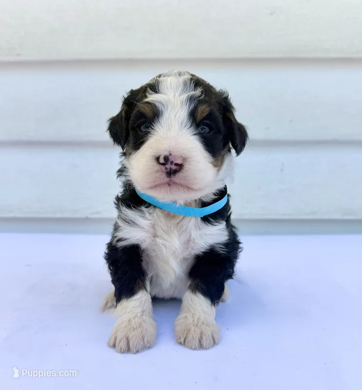 Blue Girl 🩵 – Bernese Mountain Dog, Poodle - Standard  puppy for sale in Byron Center, MI