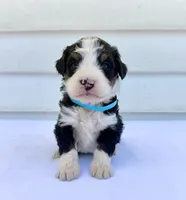 Blue Girl 🩵, a female Bernese Mountain Dog and Poodle - Standard  for sale in Byron Center, MI – 1 of 5