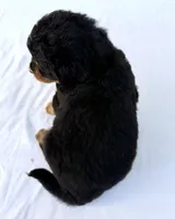 Mercedes Green Girl 💚, a female Bernese Mountain Dog and Bernedoodle for sale in Byron Center, MI – 2 of 4