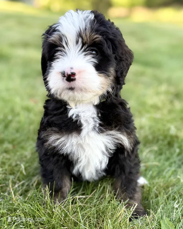 Green Girl 💚 – Bernese Mountain Dog, Poodle - Standard  puppy for sale in Byron Center, MI